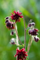 Aquilegia vulgaris var stellata 'Ruby Port' - Grannys Bonnet flowering in May