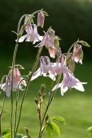 Aquilegia - Granny's Bonnet in evening light, self seeded, flowering in May