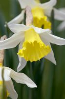 Narcissus 'Jack Snipe' flowering in April