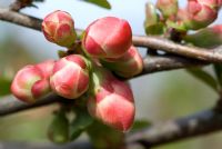 Buds of Chaenomeles - Flowering quince, Japanese quince or Japonica, in late April