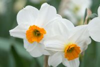Narcissus 'Geranium', highly scented  flowering in April