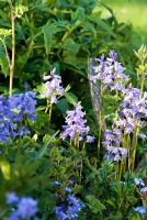 Hyacinthoides hispanica - Spanish Bluebell in a garden border,  May
