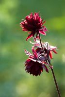 Aquilegia vulgaris var stellata 'Ruby Port' - Grannys Bonnet, flowering in May