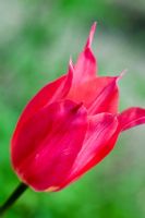 Tulipa 'Mariette', Lily flowered group