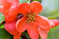 Chaenomeles - Flowering quince, Japanese quince or Japonica, flowering in early May