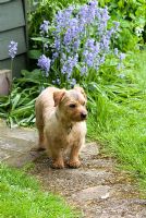 Norfolk terrier dog on garden path with Hyacinthoides hispanica - Spanish Bluebells,  May