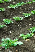 Earthed up young potato plants in neat rows  