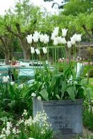 Tulipa 'White Truimphator' in lead container on spring terrace with Hyacinthoides hispanica - white bluebells, and wirework table 