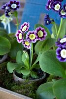Auricula 'Lillibet' detail displayed in box with moss 
