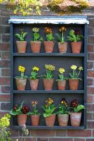 Auricula theatre on brick wall showing selection of different types and colours of auriculas.