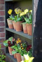 Auricula theatre with pots of auriculas.  Top row centre Auricula 'Sirius' Yellow dble 'Golden Hind'  Bottom row Centre Auricula 'Piers Telford' at far end 'Little Rossetta'
