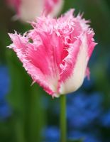 Tulipa 'Fancy Frills' 