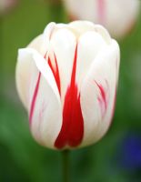 Tulipa 'Burning Heart' 