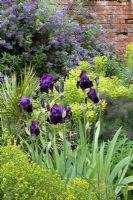 Blue and yellow planting scheme with Iris, Solanum 'Glasnevin', Euphorbia and Genista
