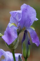 Iris 'Freshwater'