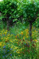 Wildflower cornfield annuals growing amongst grape vines in the Fetzer Sustainable Winery Garden, Chelsea 2007.  Winner of Gold Medal.