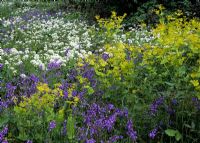 Infomal late Spring border with Bluebells, Smyrnium perfoliatum and wild garlic in woodland garden
