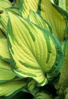 Hosta fortunei var. albopicta AGM -  showing texture and leaf markings