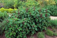 Chenopodium Gigantium - Tree Spinach in herb garden