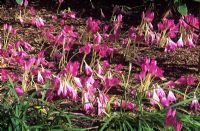 Colchicum 'Conquest' flattened by the wind and the rain