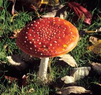 Amanita Muscaria - Fly Agaric Mushroom 