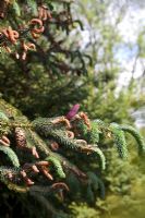 Picea crassifolia - Female cone