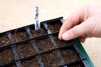 Planting up 'Rootrainer' with seeds - Step 4
