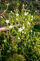 Stellaria holostea - Greater Stitchwort