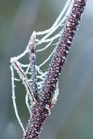 Frosted cobweb on Cornus alba Kesselringii stem - Red Barked Dogwood. 