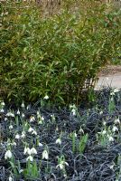 Winter border with Galanthus nivalis - Snowdrops, Ophiopogon planiscapus 'Nigrescens' and Sarcococca hookeriana var Digyna - Sweet Box in February