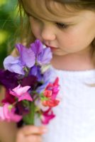 Young girl holding and smelling a posy of fragrant sweet peas - Lathyrus odoratus in June