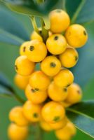 Ilex aquifolium 'Pyramidalis Fructo Luteo' - Holly berries