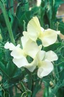 Lathyrus odoratus 'Cream Southbourne' - Sweet Pea flower