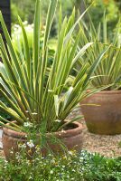 Terracotta pot with Phormium tenax Variegatum - Flax Lily