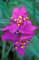 Tradescantia x andersoniana 'Concord Grape' - Spiderwort or Trinity Flower