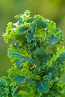 Kale 'Pentland Brig'