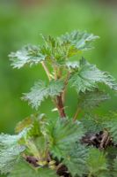 Urtica dioca - Young stinging nettle
 