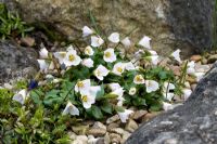 Trillium rivale growing on the rock garden