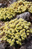 Saxifraga x elisabethae 'Leo Gordon Godseff' growing on the rock garden