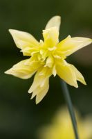 Narcissus 'Eystettensis' - Queen Anne's Double daffodil