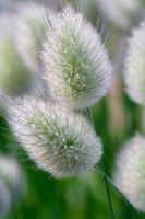 Lagurus ovatus - Hare's Tail Grass