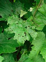 Capsid bug damage on grapevine - Vitis
