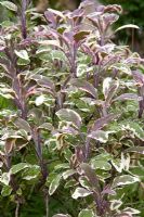 Salvia officinalis 'Tricolor' - Sage