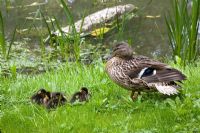 Duck with ducklings by pond