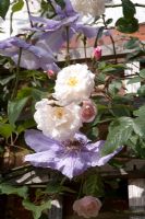 Rosa 'Adelaide D'Orleans' with Clematis 'William Kennet'