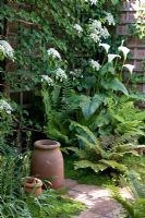 Zantedeschia aethiopica and Hydrangea petiolaris - Windy Willums Garden 