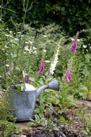 Watering can with Digitalis in Windy Willums Garden 