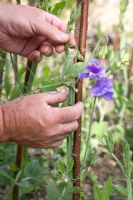 Tying Lathyrus odoratus - sweet peas to canes with wire rings