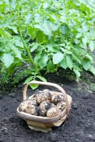 Harvest of Potato 'Home Guard'