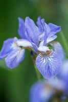 Iris sibirica 'Papillon'